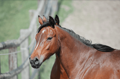 I sali minerali e le vitamine nel cavallo sportivo: sudorazione e perdita elettrolitica
