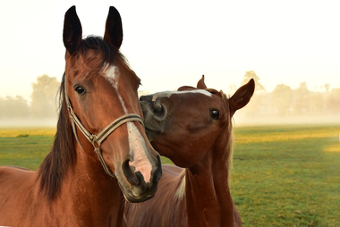 Cavallo sportivo: focus vitamina E, vitamina C, sali minerali