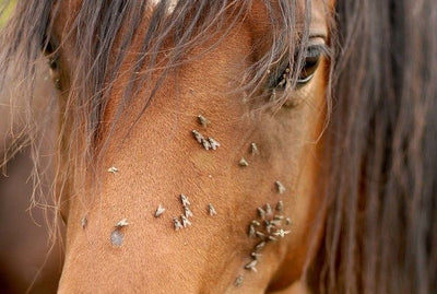 Addio mosche e zanzare sul tuo cavallo