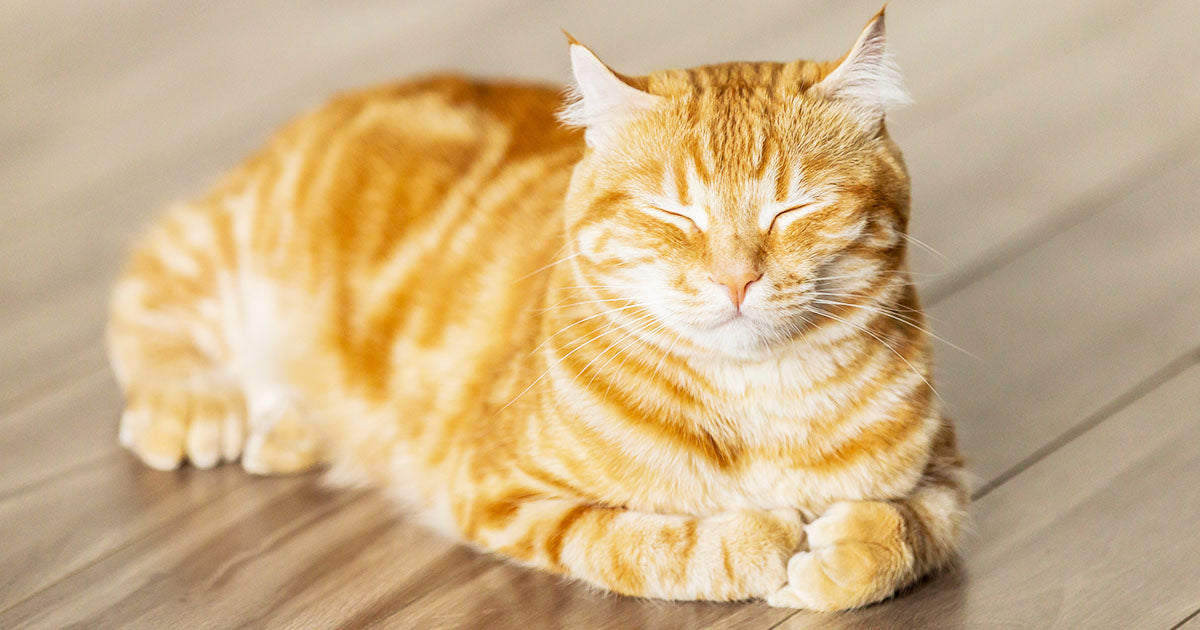 Gatti