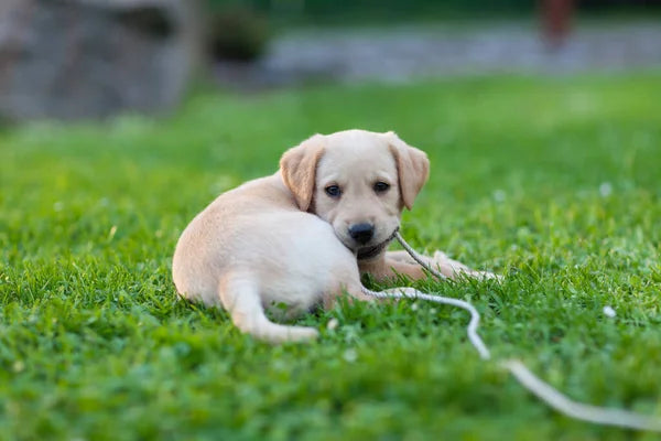 Cani