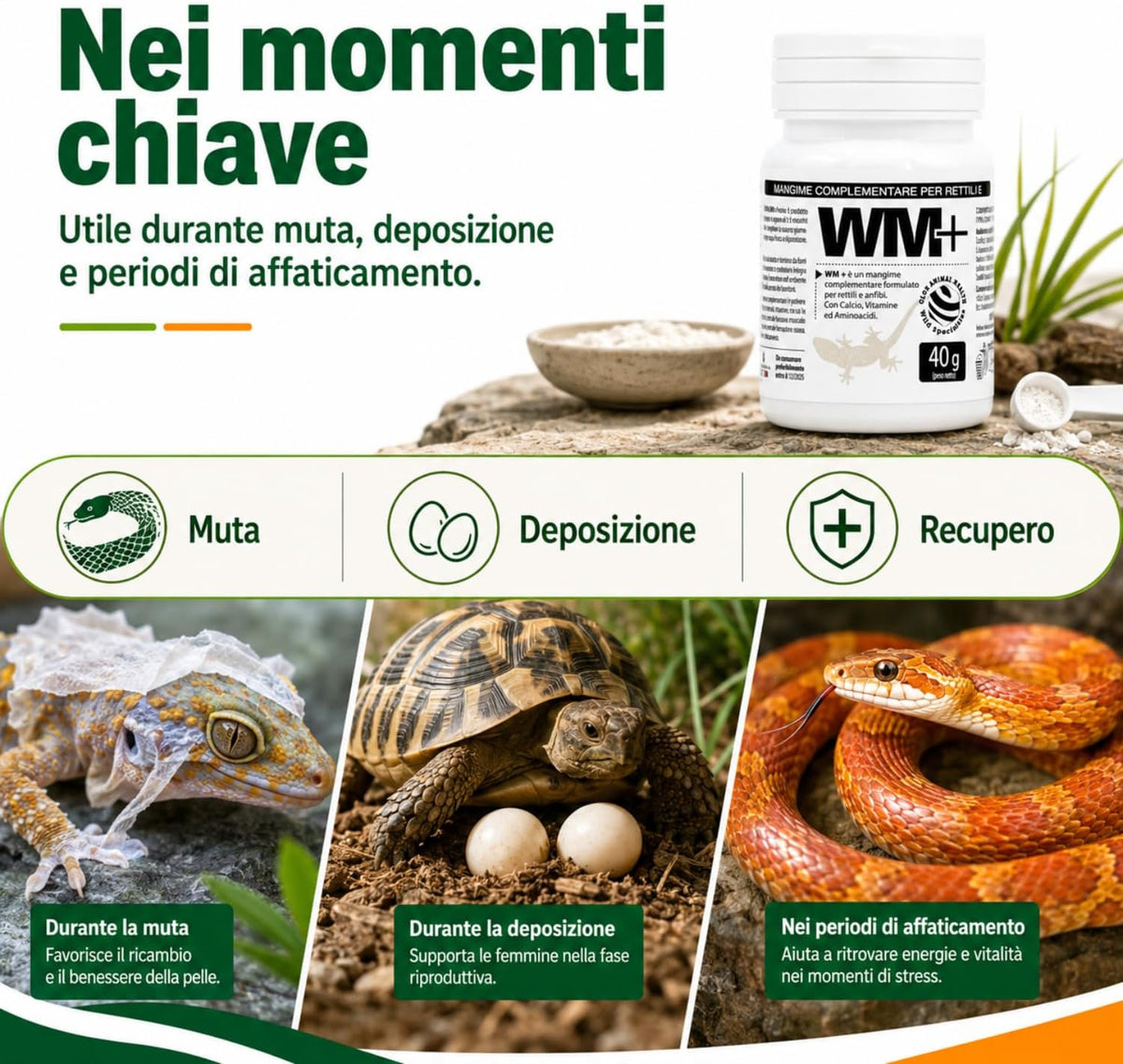 WM Plus rettili e anfibi
